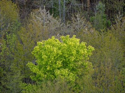 Baeume im Naturpark Schoenbuch bei Herrenberg