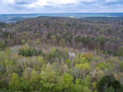 Baeume im Naturpark Schoenbuch bei Herrenberg