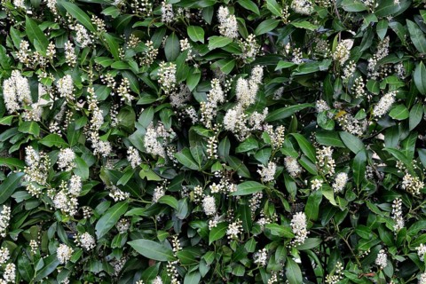 Bluehende Kirschlorbeer-Hecke