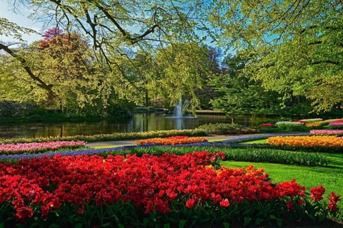 Keukenhof flower garden with blooming tulip flowerbeds. One of the world's largest flower gardens. Lisse