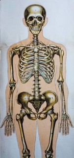 Depiction of the human body