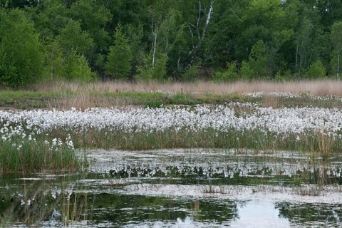 Common cottongrass