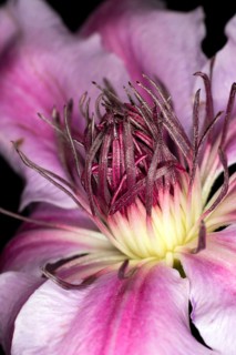 Close-up of a climbing plant