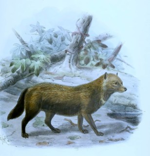 The bush dog