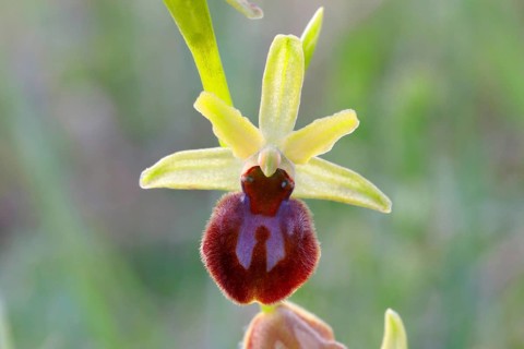 Early spider orchid