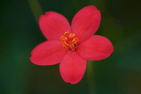 Peregrina flower