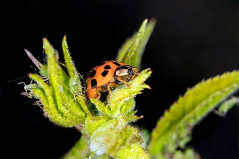 Ladybird