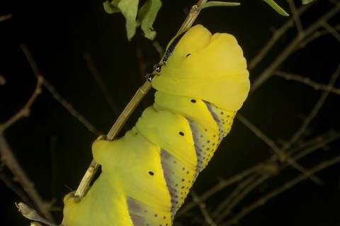 Larva