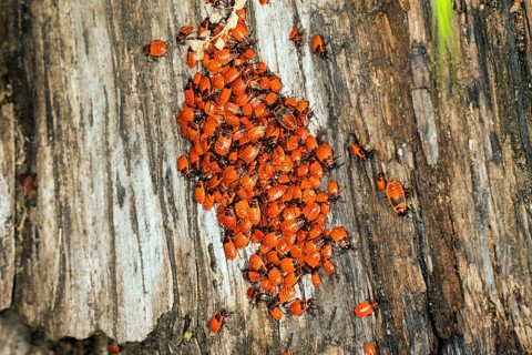 Young fire bugs