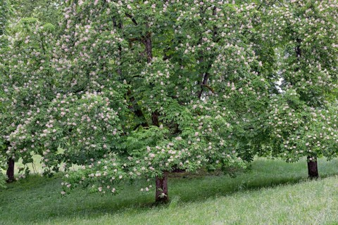 Horse chestnut