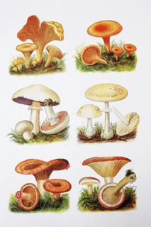 Blaetterpilze