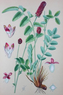Grosse Wiesenknopf