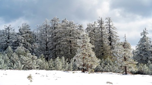 Snow-covered trees