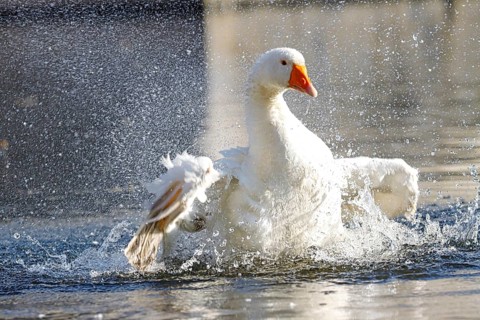 Domestic goose