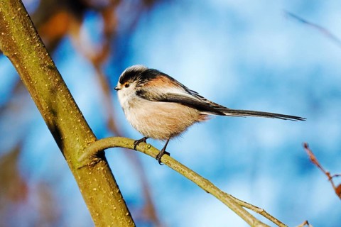 Tail Tit