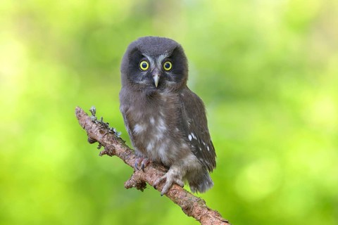 Tengmalm's Owl