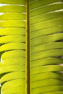 Leaf of Mexican giant palm fern