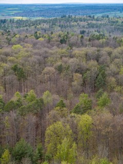 Baeume im Naturpark Schoenbuch bei Herrenberg
