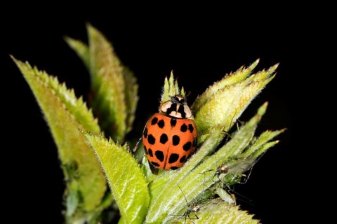 Ladybird
