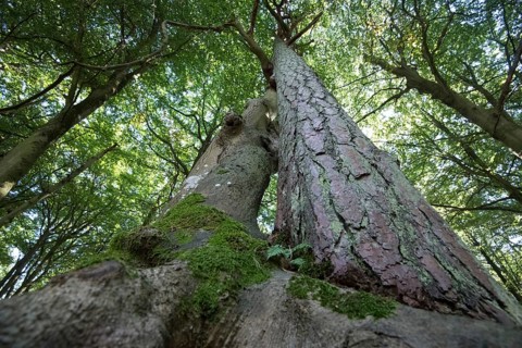 Darss primeval forest