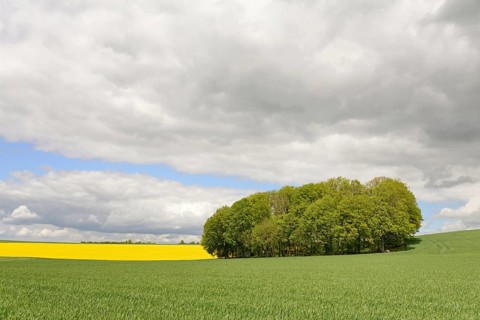 Deciduous tree grove between flowering rape