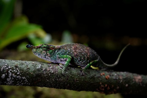 A chameleon of the genus