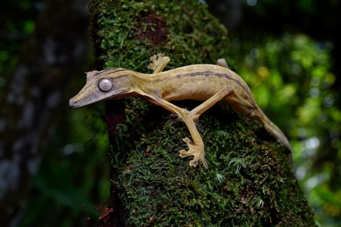 A lined leaf-tailed gecko
