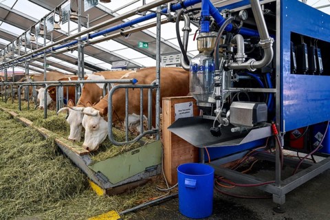 Suckler cows Hinterwaelder DeLaval milking parlour system