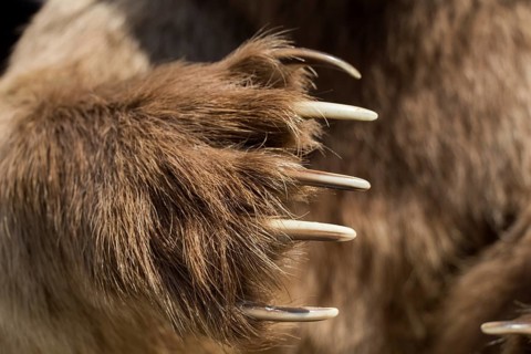 Brown Bear Paw With sharp Claws in view