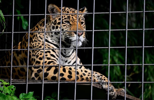 Jaguar