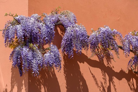 Wisterias
