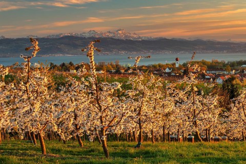 Fruit tree blossom in Kressbronn with a view of the Swiss Alps with Saentis