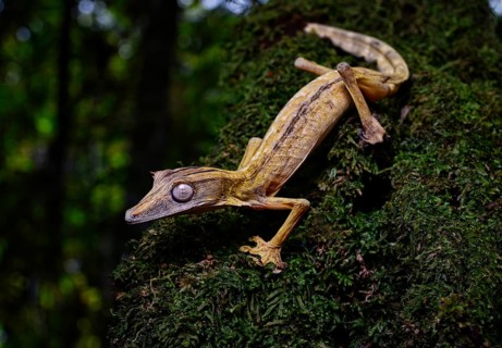 A lined leaf-tailed gecko