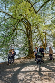Lakeside path with extremely curved lime trees