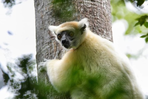 A golden-crowned sifaka