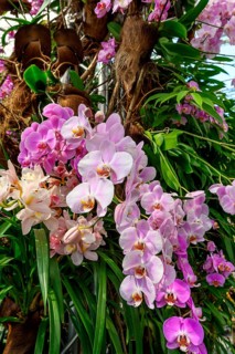 Malay flower