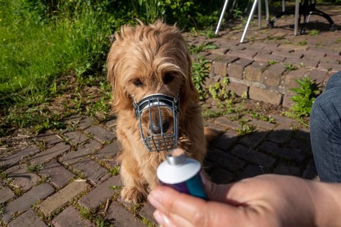 Muzzled dog
