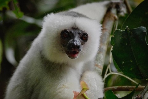 A silky sifaka