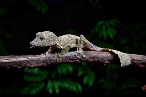 A henkel's leaf-tailed gecko