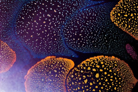 Oil bubbles inside water base form patterns