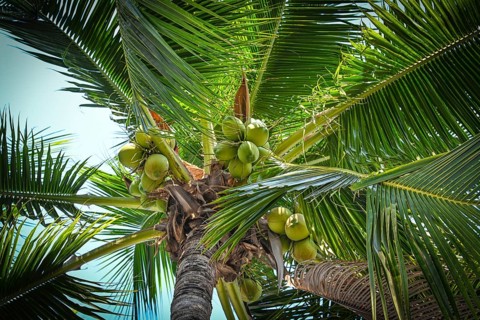 Coconut palm