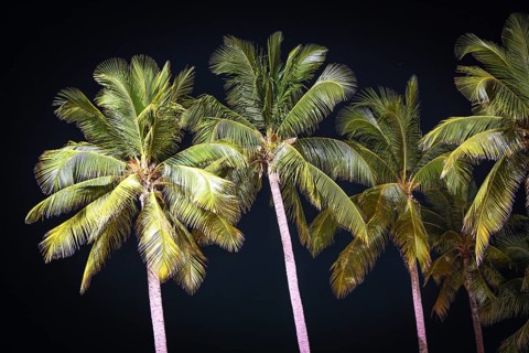 Coconut palm