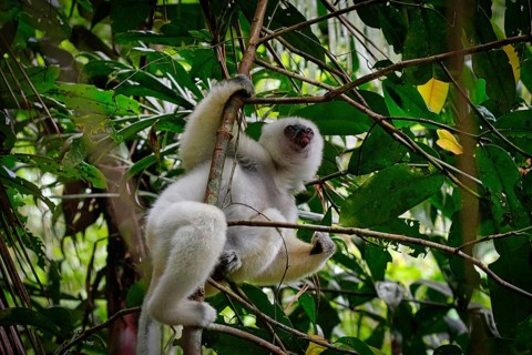 A silky sifaka