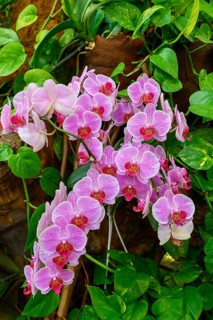Moth orchid