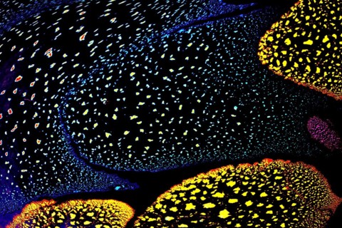 Oil bubbles inside water base form patterns