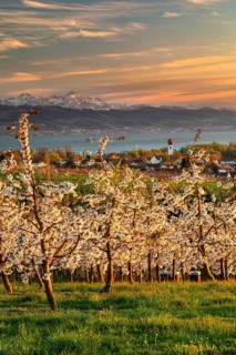 Fruit tree blossom in Kressbronn with a view of the Swiss Alps with Saentis