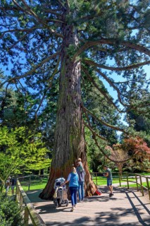 Giant sequoia
