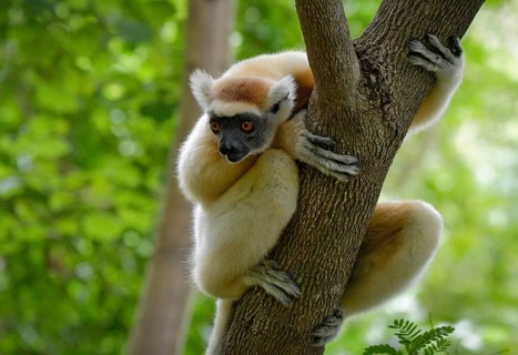 A golden-crowned sifaka