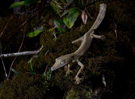 A lined leaf-tailed gecko