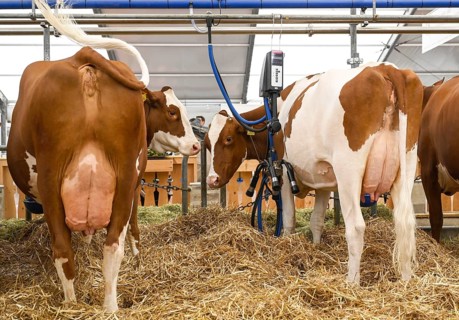 Suckler cows Fleckvieh and Red Holstein